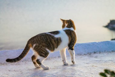 Santorini Adası, Fira, Yunanistan - 21 Ekim 2021 Fira sokakları, sembolik bir şehir ve Santorini adasının başkenti