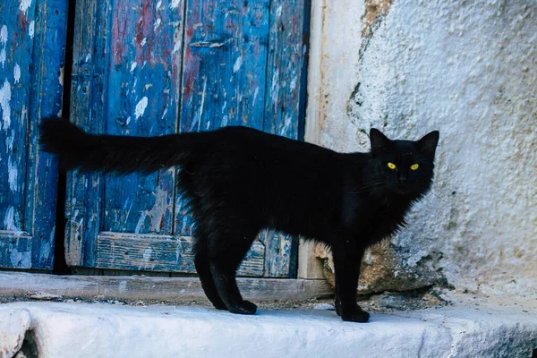 Santorini Island Fira Greece October 2021 Domestic Cat Streets Fira — Stock Photo, Image