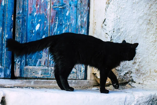 그리스의 피라에 산토리니 2021 일피라 거리에 집고양이 상징적 산토리니 — 스톡 사진