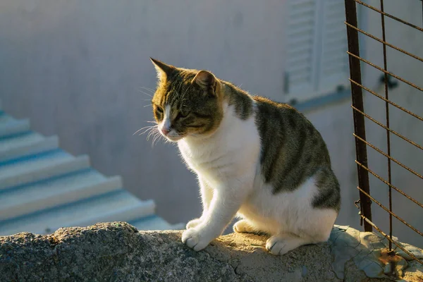 Île Santorin Fira Grèce Octobre 2021 Chat Domestique Dans Les — Photo