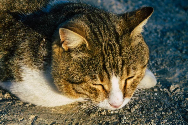 ギリシャフィラ島サントリーニ島 2021年10月21日象徴的な都市とサントリーニ島の首都フィラの通りにある国内猫 — ストック写真