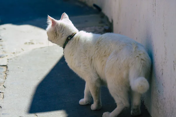 Isola Santorini Fira Grecia Ottobre 2021 Gatto Domestico Nelle Strade — Foto Stock