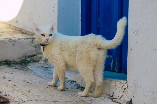 그리스의 피라에 산토리니 2021 일피라 거리에 집고양이 상징적 산토리니 — 스톡 사진