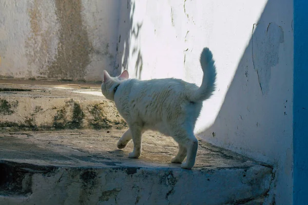 Isla Santorini Fira Grecia Octubre 2021 Gato Doméstico Las Calles —  Fotos de Stock