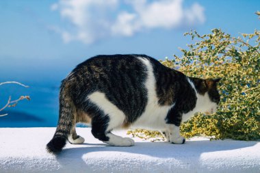 Santorini Adası, Fira, Yunanistan - 21 Ekim 2021 Fira sokakları, sembolik bir şehir ve Santorini adasının başkenti