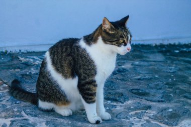 Santorini Adası, Fira, Yunanistan - 21 Ekim 2021 Fira sokakları, sembolik bir şehir ve Santorini adasının başkenti