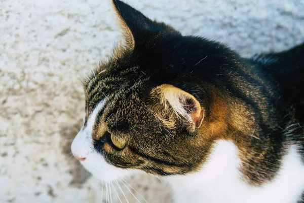 그리스의 피라에 산토리니 2021 일피라 거리에 집고양이 상징적 산토리니 — 스톡 사진