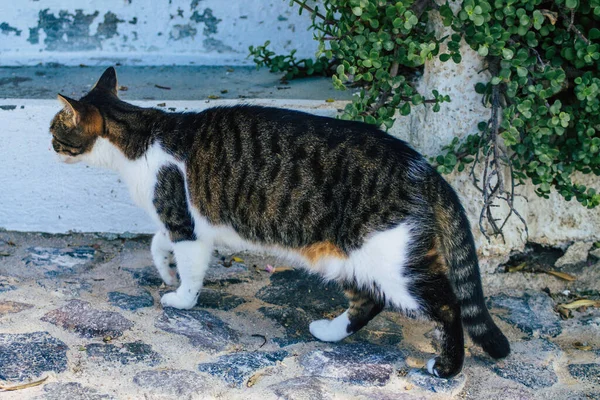 Santorini Island Fira Grécia Outubro 2021 Gato Doméstico Nas Ruas — Fotografia de Stock