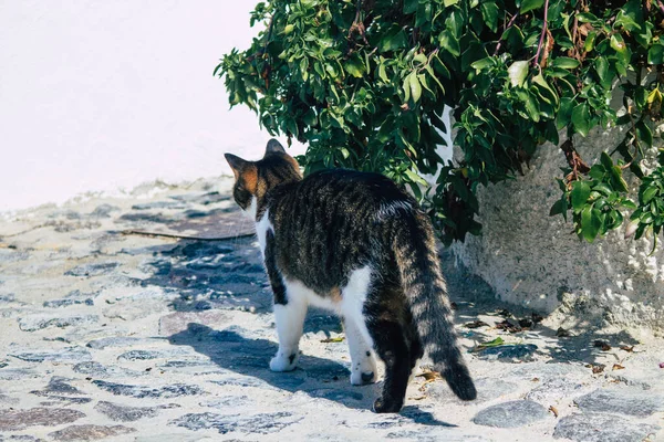 Santorini Island Fira Grécia Outubro 2021 Gato Doméstico Nas Ruas — Fotografia de Stock