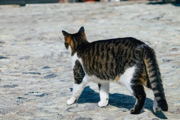 圣托里尼岛2021年10月21日在象征城市和圣托里尼岛首府菲拉大街上的家猫 — 图库照片