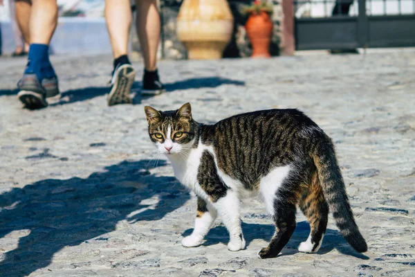 Santorini Island Fira Grécia Outubro 2021 Gato Doméstico Nas Ruas — Fotografia de Stock