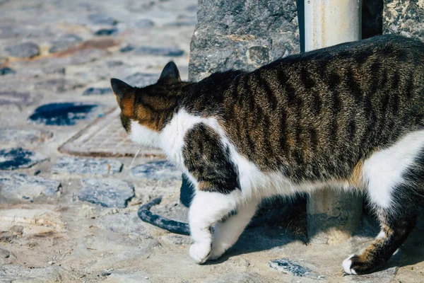 Santorini Island Fira Greece October 2021 Domestic Cat Streets Fira — Stock Photo, Image