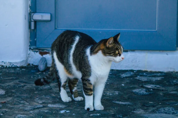 Santorini Island Fira Grekland Oktober 2021 Tamkatt Firas Gator Symbolisk — Stockfoto