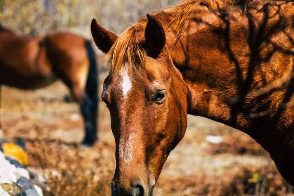 Santorini Griechenland Oktober 2021 Pferd Einem Offenen Gehege Santorini Das — Stockfoto