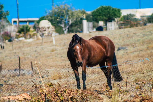 Santorini Griechenland Oktober 2021 Pferd Einem Offenen Gehege Santorini Das — Stockfoto