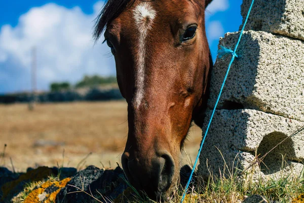 Santorini Grecia Octubre 2021 Caballo Recinto Abierto Santorini Generalmente Utilizado — Foto de Stock