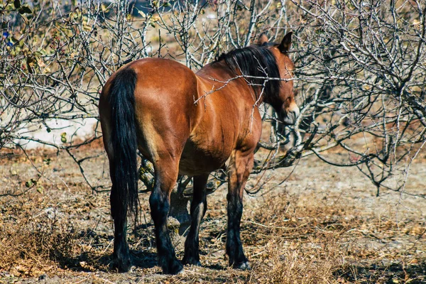 Santorini Grecia Ottobre 2021 Cavallo Recinto Aperto Santorini Generalmente Utilizzato — Foto Stock