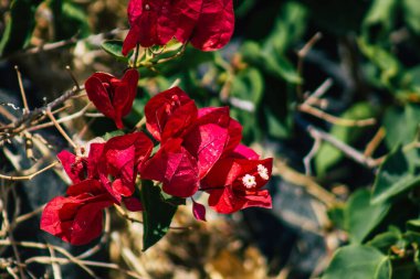 Santorini, Megalochori, Yunanistan - 24 Ekim 2021 Megalochori Şehri, bu adanın tipik küçük geleneksel beyaz evleri antik aktif volkanın yanında yer almaktadır.