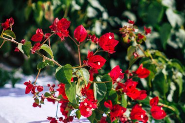 Santorini, Megalochori, Yunanistan - 24 Ekim 2021 Megalochori Şehri, bu adanın tipik küçük geleneksel beyaz evleri antik aktif volkanın yanında yer almaktadır.