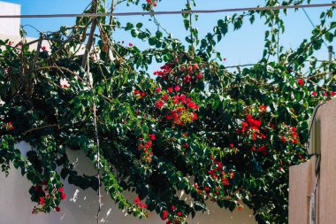 Santorini, Megalochori, Yunanistan - 24 Ekim 2021 Megalochori Şehri, bu adanın tipik küçük geleneksel beyaz evleri antik aktif volkanın yanında yer almaktadır.