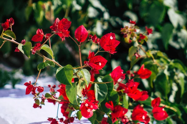 Santorini, Megalochori, Yunanistan - 24 Ekim 2021 Megalochori Şehri, bu adanın tipik küçük geleneksel beyaz evleri antik aktif volkanın yanında yer almaktadır.