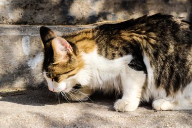 Atina, Yunanistan - 08 Kasım 2021 Atina sokaklarında terk edilmiş evcil kedi, sembolik bir şehir ve Yunanistan 'ın başkenti