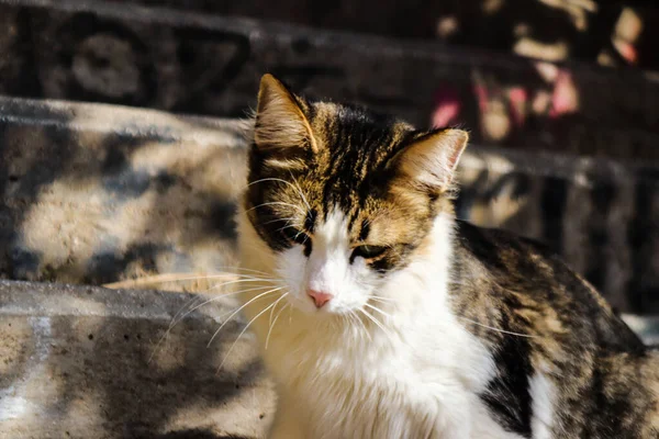 Athens Greece November 2021 Abandoned Domestic Cat Living Streets Athens — Stock Photo, Image