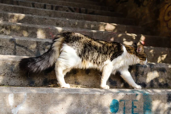 Αθήνα Ελλάδα Νοεμβρίου 2021 Εγκαταλελειμμένη Γάτα Που Ζει Στους Δρόμους — Φωτογραφία Αρχείου