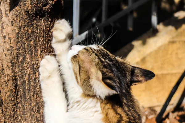 Atene Grecia Novembre 2021 Gatto Domestico Abbandonato Che Vive Nelle — Foto Stock