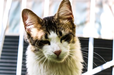 Atina, Yunanistan - 08 Kasım 2021 Atina sokaklarında terk edilmiş evcil kedi, sembolik bir şehir ve Yunanistan 'ın başkenti