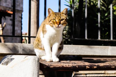 Limasol, Kıbrıs - 29 Kasım 2021 Kıbrıs adasındaki Limasol sokaklarında yaşayan yerli kedi