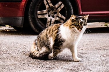 Limasol, Kıbrıs - 29 Kasım 2021 Kıbrıs adasındaki Limasol sokaklarında yaşayan yerli kedi