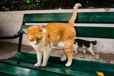 Limasol, Kıbrıs - 29 Kasım 2021 Kıbrıs adasındaki Limasol sokaklarında yaşayan yerli kedi