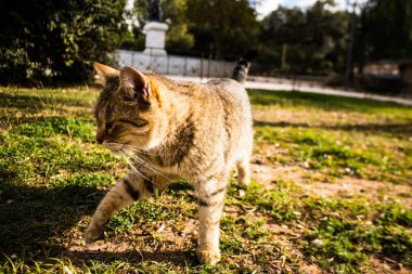 Limasol, Kıbrıs - 29 Kasım 2021 Kıbrıs adasındaki Limasol sokaklarında yaşayan yerli kedi