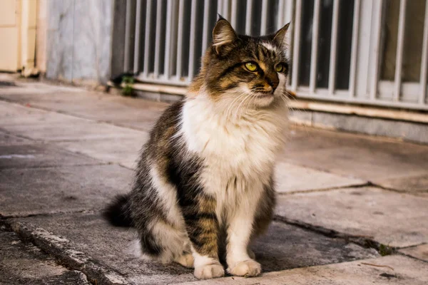 Limassol Chipre Novembro 2021 Gato Doméstico Que Vive Nas Ruas — Fotografia de Stock