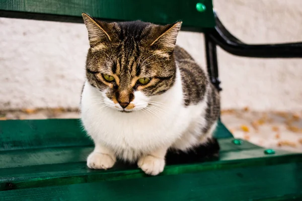 Limassol Chypre Novembre 2021 Chat Domestique Vivant Dans Les Rues — Photo