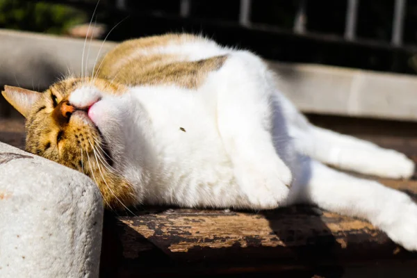 Limassol Chipre Noviembre 2021 Gato Doméstico Que Vive Las Calles — Foto de Stock