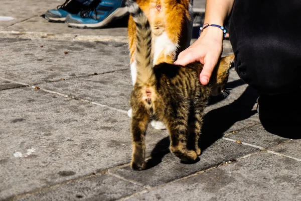 Limassol Chipre Noviembre 2021 Gato Doméstico Que Vive Las Calles — Foto de Stock