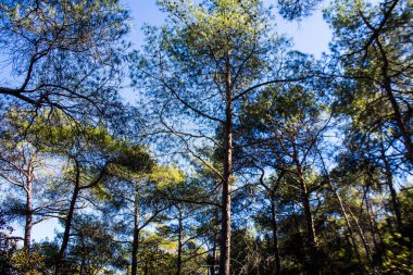 Limasol, Kıbrıs - 03 Aralık 2021 Walker Troodos Ulusal Orman Parkı 'nda mantar arıyor