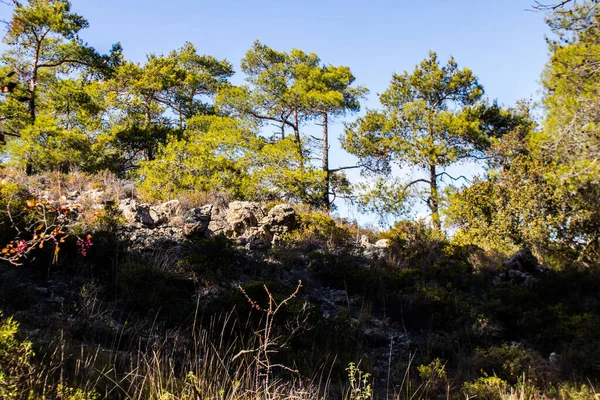 Limasol, Kıbrıs - 03 Aralık 2021 Walker Troodos Ulusal Orman Parkı 'nda mantar arıyor
