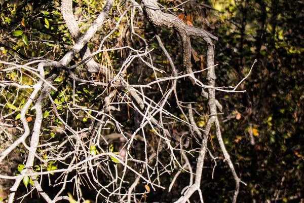 Limasol, Kıbrıs - 03 Aralık 2021 Walker Troodos Ulusal Orman Parkı 'nda mantar arıyor