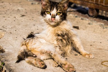 Limasol, Kıbrıs - 10 Aralık 2021 Kıbrıs adasındaki Limasol sokaklarında yaşayan sokak kedisi