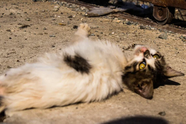 Limassol Zypern Dezember 2021 Streunende Katze Die Den Straßen Von — Stockfoto