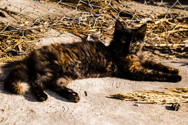 Limassol Chipre Dezembro 2021 Gato Estranho Que Vive Nas Ruas — Fotografia de Stock