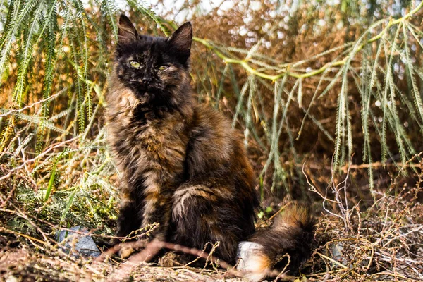 Limassol Cyprus December 2021 Verdwaalde Kat Straten Van Limassol Het — Stockfoto