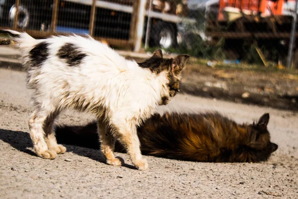 Limassol Chipre Dezembro 2021 Gato Estranho Que Vive Nas Ruas — Fotografia de Stock