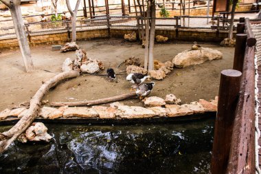 Limasol, Kıbrıs - 12 Aralık 2021 Limasol Hayvanat Bahçesi, Avrupa 'nın en büyük hayvanat bahçelerinden biri ve güzel ve ilginç hayvanlara ev sahipliği yapar.