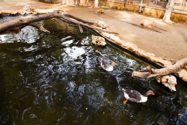 Limasol, Kıbrıs - 12 Aralık 2021 Limasol Hayvanat Bahçesi, Avrupa 'nın en büyük hayvanat bahçelerinden biri ve güzel ve ilginç hayvanlara ev sahipliği yapar.