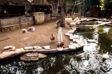 Limasol, Kıbrıs - 12 Aralık 2021 Limasol Hayvanat Bahçesi, Avrupa 'nın en büyük hayvanat bahçelerinden biri ve güzel ve ilginç hayvanlara ev sahipliği yapar.