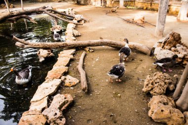 Limasol, Kıbrıs - 12 Aralık 2021 Limasol Hayvanat Bahçesi, Avrupa 'nın en büyük hayvanat bahçelerinden biri ve güzel ve ilginç hayvanlara ev sahipliği yapar.